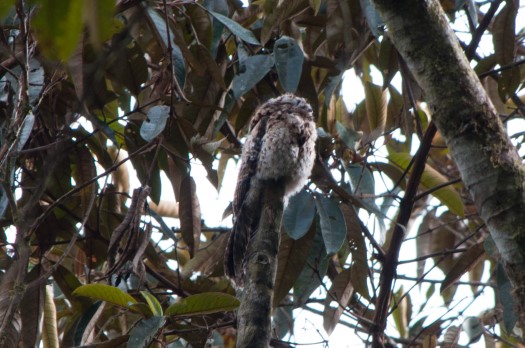 Andean Potoo at Yanayacu